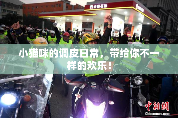 小猫咪的调皮日常，带给你不一样的欢乐！