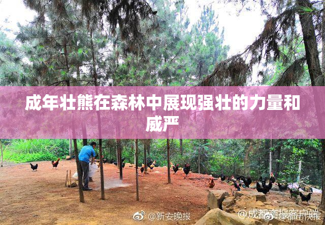 成年壮熊在森林中展现强壮的力量和威严