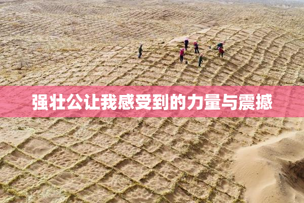 强壮公让我感受到的力量与震撼