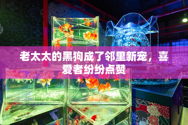 老太太的黑狗成了邻里新宠，喜爱者纷纷点赞