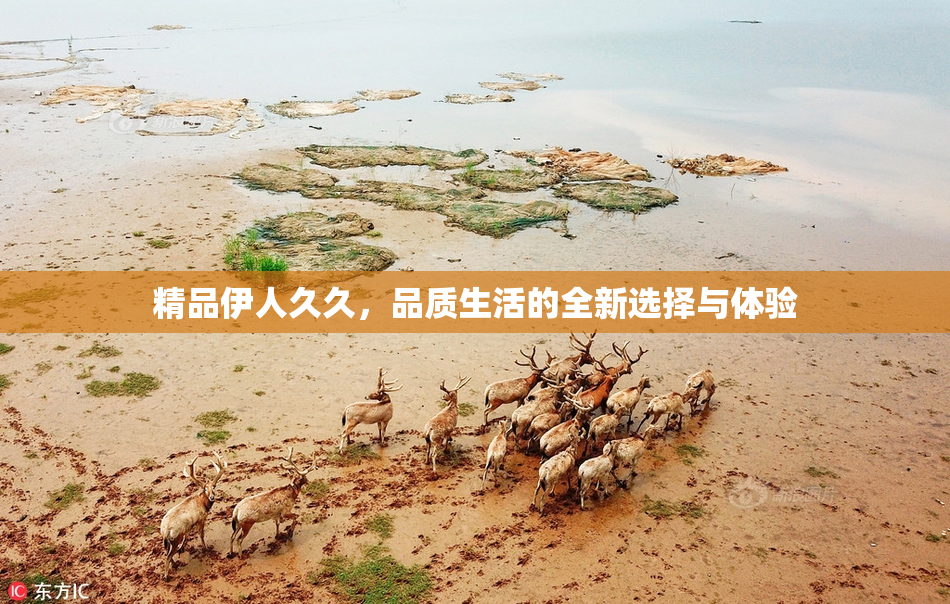 精品伊人久久，品质生活的全新选择与体验