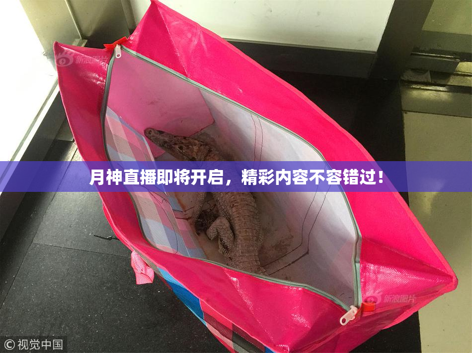月神直播即将开启，精彩内容不容错过！