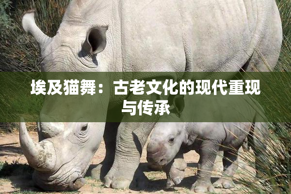 埃及猫舞：古老文化的现代重现与传承
