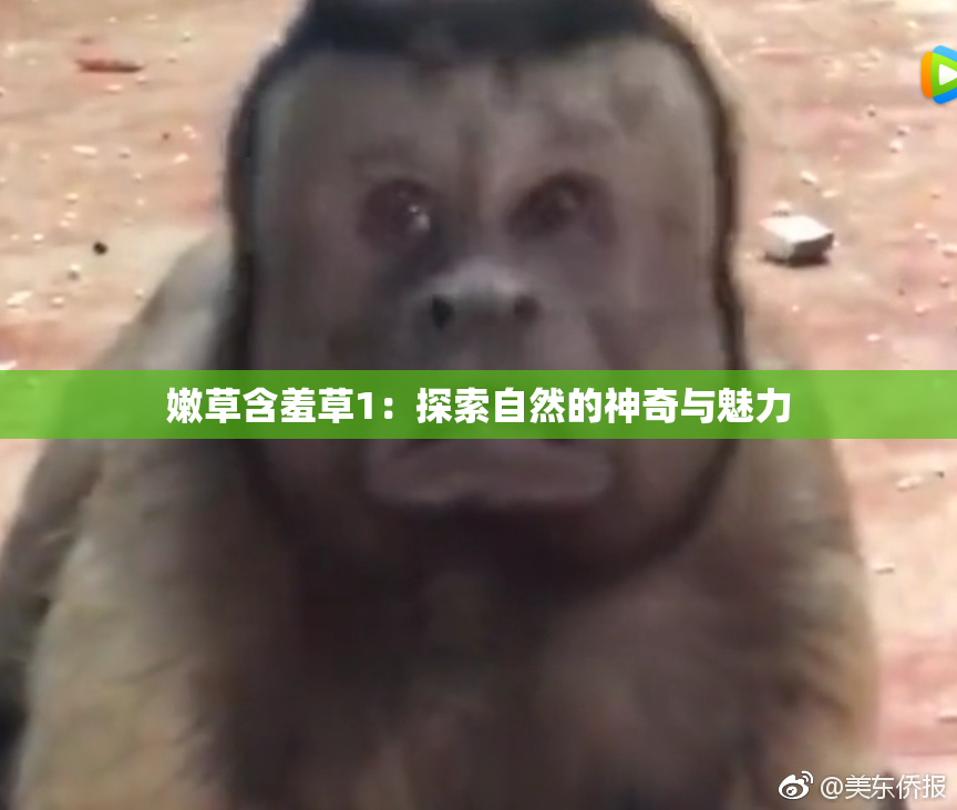 嫩草含羞草1：探索自然的神奇与魅力