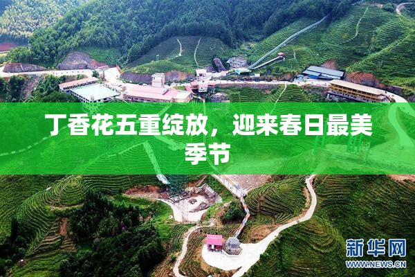 丁香花五重绽放，迎来春日最美季节