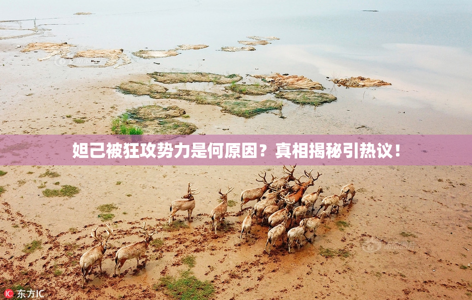 妲己被狂攻势力是何原因？真相揭秘引热议！
