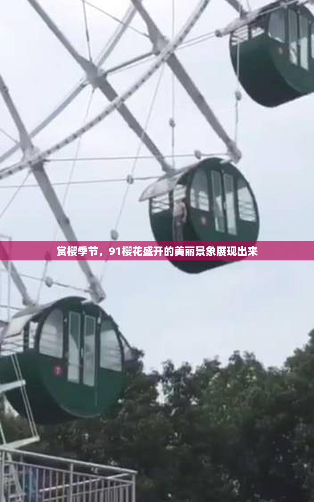 赏樱季节，91樱花盛开的美丽景象展现出来