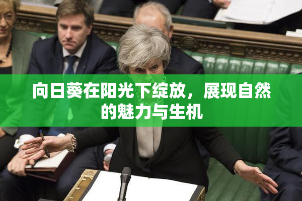 向日葵在阳光下绽放，展现自然的魅力与生机