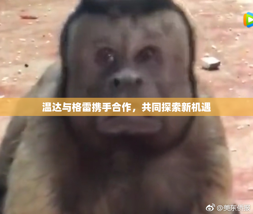 温达与格雷携手合作，共同探索新机遇