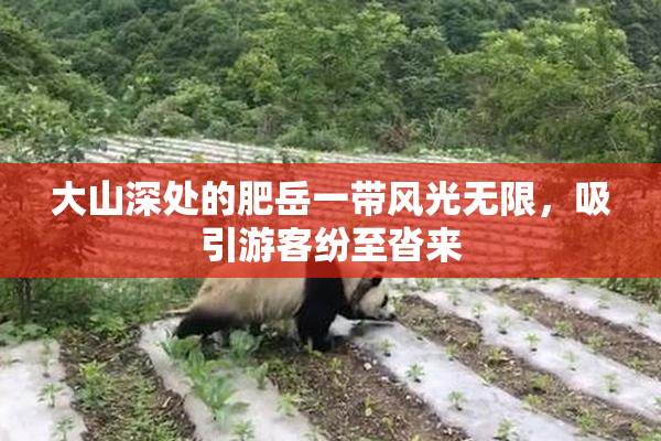 大山深处的肥岳一带风光无限，吸引游客纷至沓来