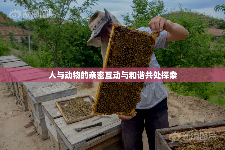 人与动物的亲密互动与和谐共处探索