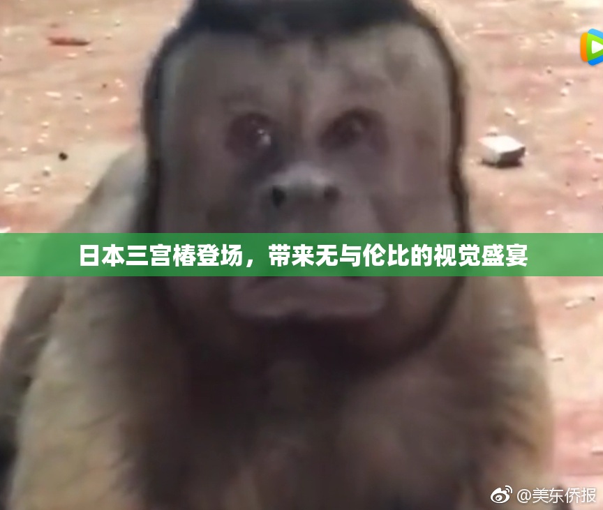 日本三宫椿登场，带来无与伦比的视觉盛宴