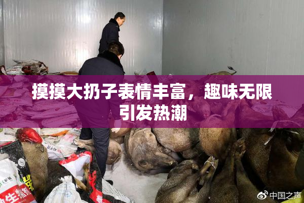 摸摸大扔子表情丰富，趣味无限引发热潮