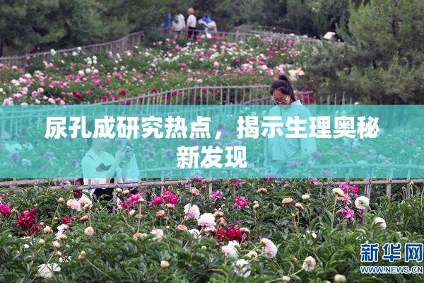 尿孔成研究热点，揭示生理奥秘新发现
