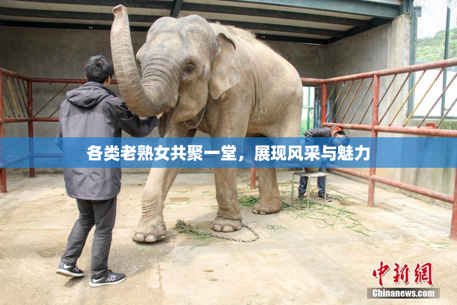 各类老熟女共聚一堂，展现风采与魅力