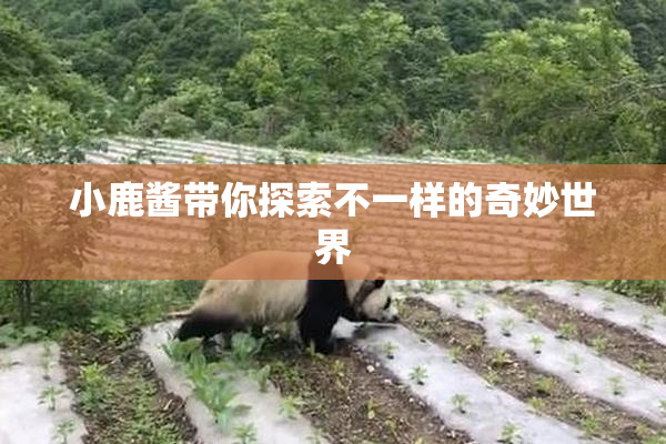 小鹿酱带你探索不一样的奇妙世界