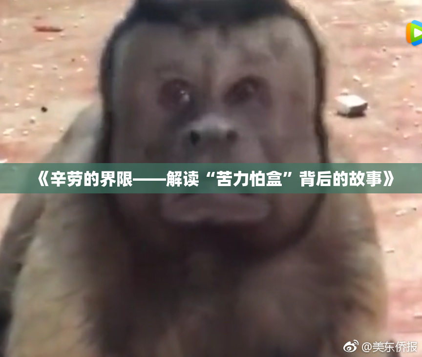 《辛劳的界限——解读“苦力怕盒”背后的故事》