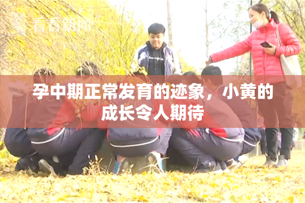 孕中期正常发育的迹象，小黄的成长令人期待