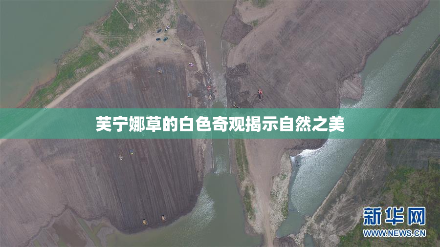 芙宁娜草的白色奇观揭示自然之美