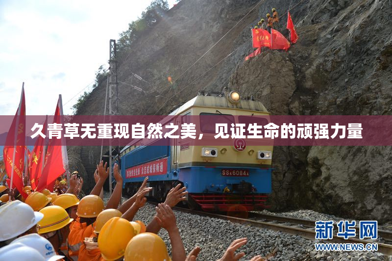 久青草无重现自然之美，见证生命的顽强力量