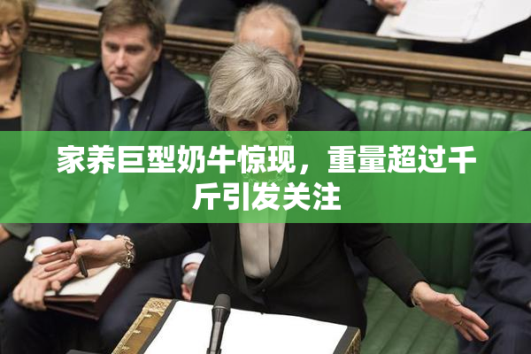 家养巨型奶牛惊现，重量超过千斤引发关注