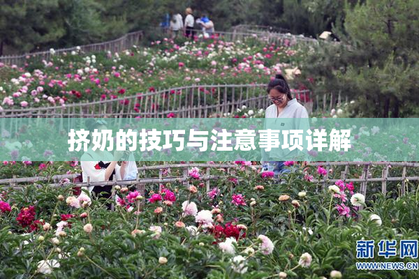 挤奶的技巧与注意事项详解