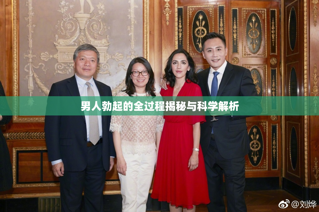 男人勃起的全过程揭秘与科学解析