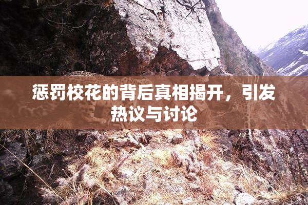 惩罚校花的背后真相揭开，引发热议与讨论