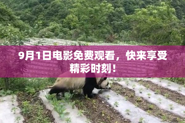 9月1日电影免费观看，快来享受精彩时刻！