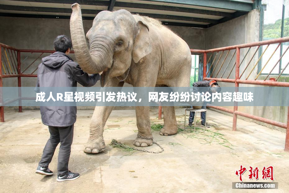 成人R星视频引发热议，网友纷纷讨论内容趣味