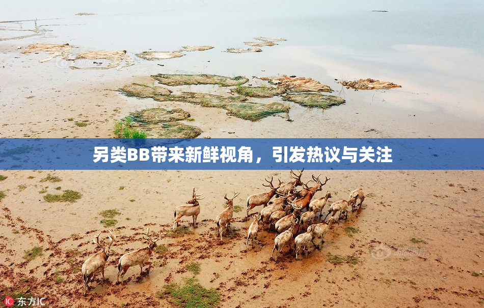 另类BB带来新鲜视角，引发热议与关注