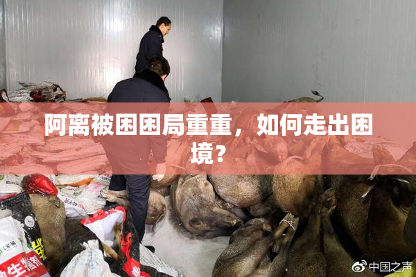 阿离被困困局重重，如何走出困境？