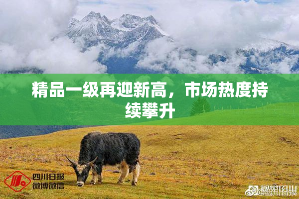 精品一级再迎新高，市场热度持续攀升