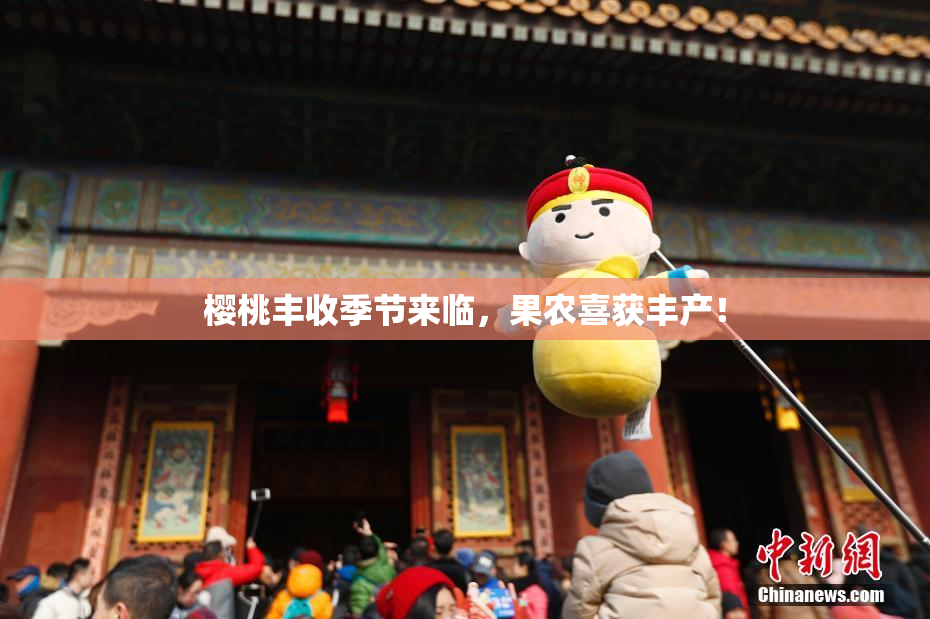 樱桃丰收季节来临，果农喜获丰产！
