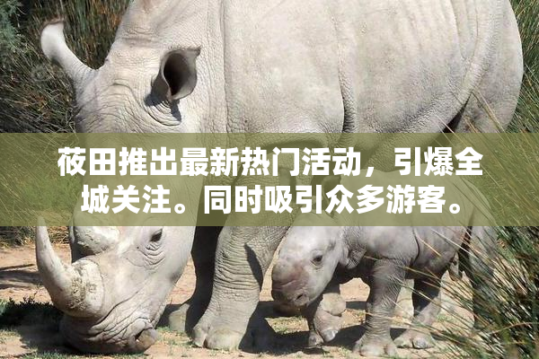 莜田推出最新热门活动，引爆全城关注。同时吸引众多游客。