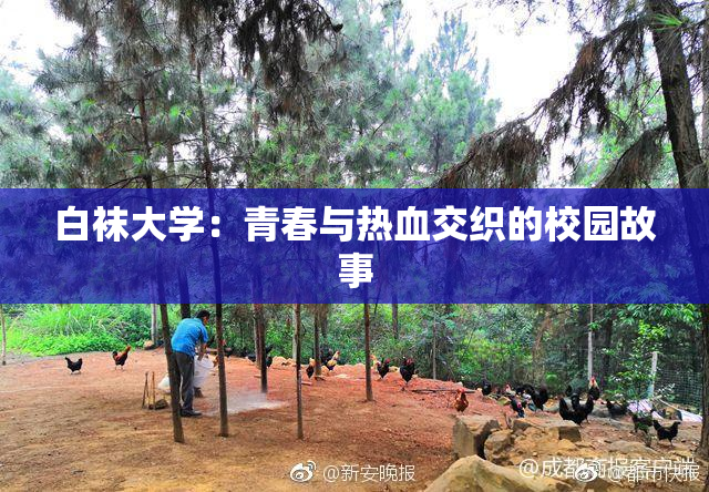 白袜大学：青春与热血交织的校园故事