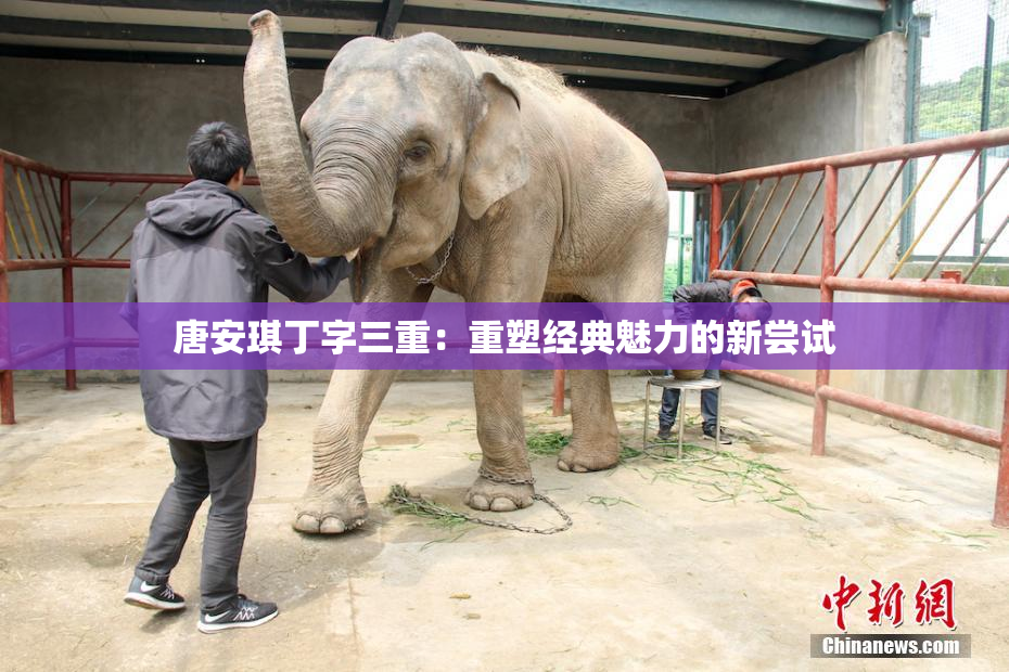 唐安琪丁字三重：重塑经典魅力的新尝试