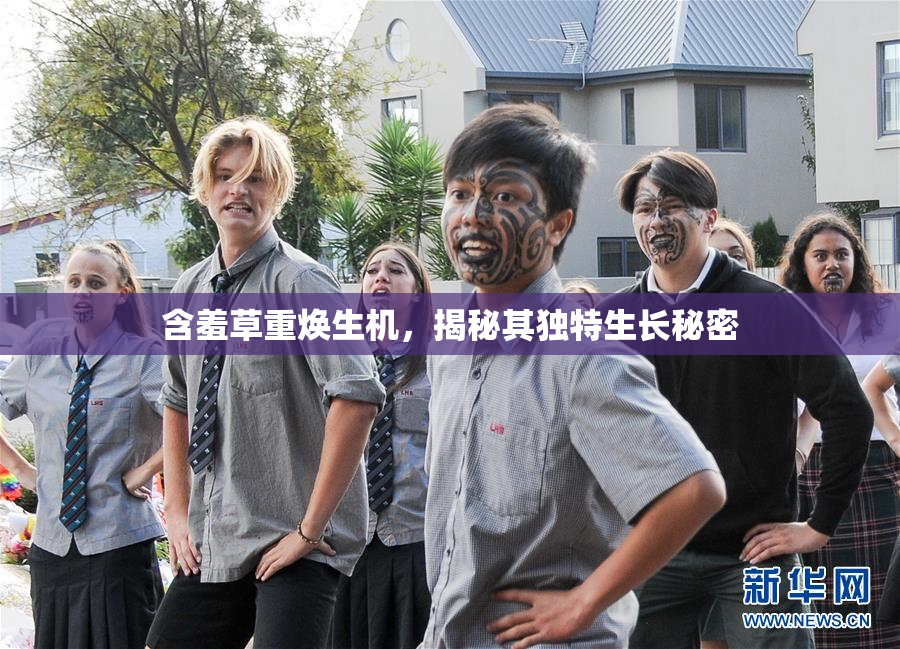 含羞草重焕生机，揭秘其独特生长秘密