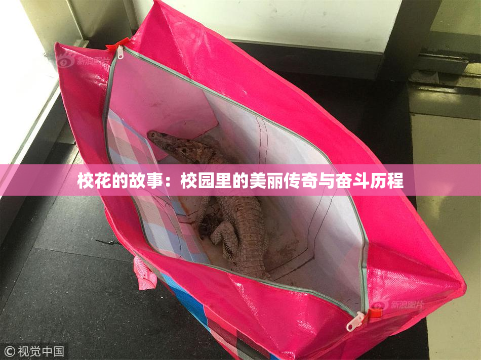 校花的故事：校园里的美丽传奇与奋斗历程