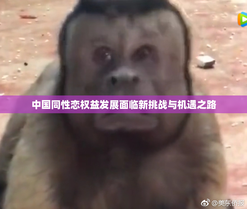 中国同性恋权益发展面临新挑战与机遇之路