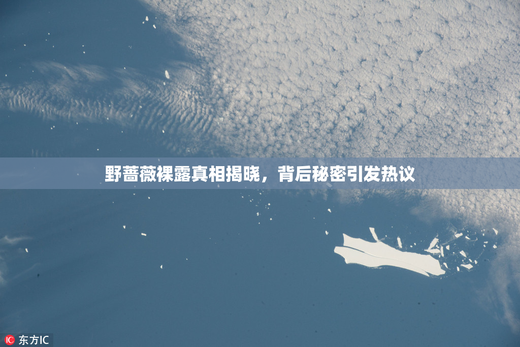 野蔷薇裸露真相揭晓，背后秘密引发热议