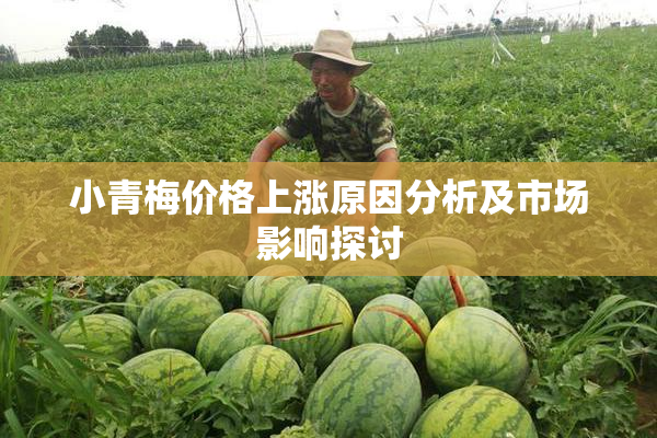 小青梅价格上涨原因分析及市场影响探讨