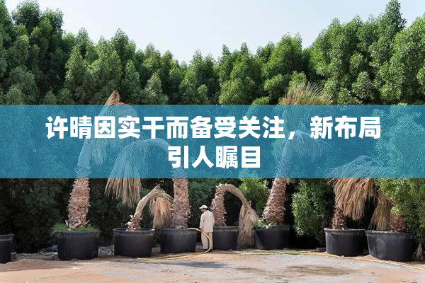 许晴因实干而备受关注，新布局引人瞩目