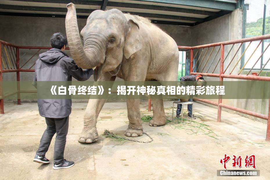 《白骨终结》：揭开神秘真相的精彩旅程