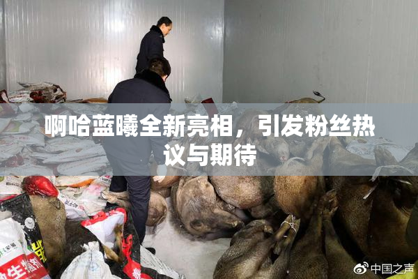 啊哈蓝曦全新亮相，引发粉丝热议与期待