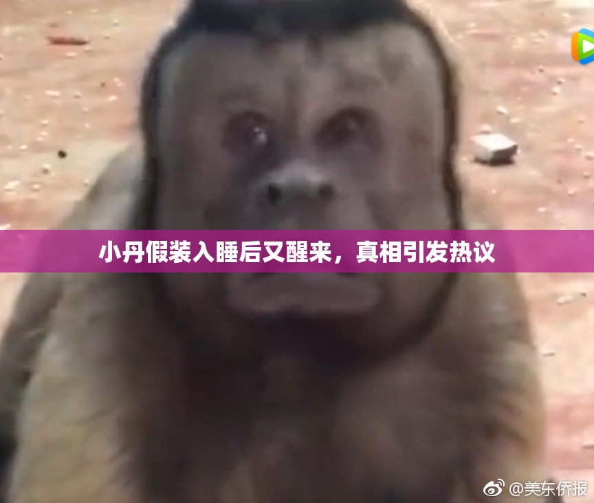 小丹假装入睡后又醒来，真相引发热议