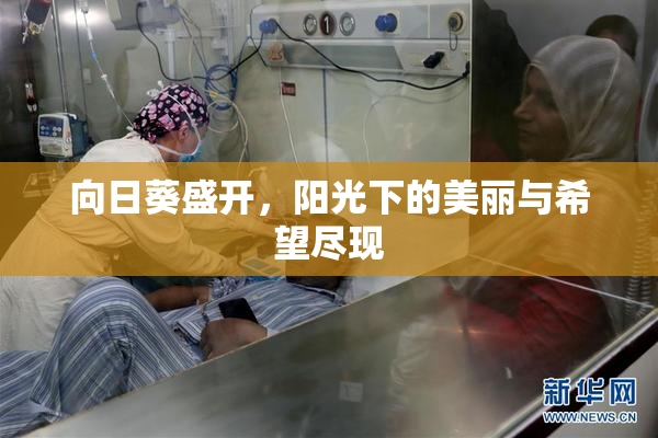 向日葵盛开，阳光下的美丽与希望尽现