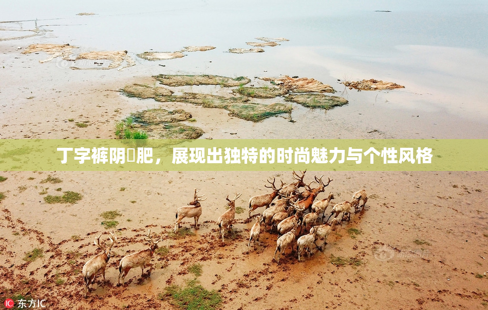 丁字裤阴脣肥，展现出独特的时尚魅力与个性风格
