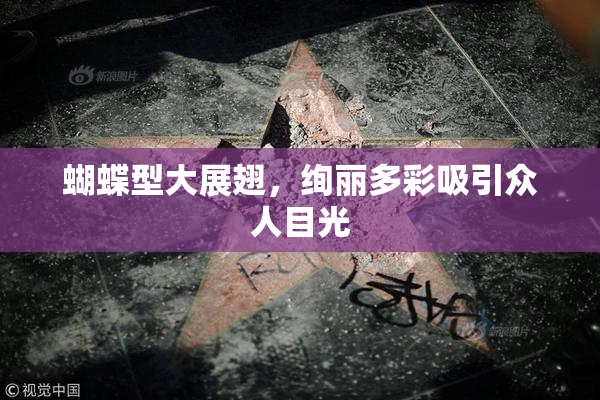 蝴蝶型大展翅，绚丽多彩吸引众人目光