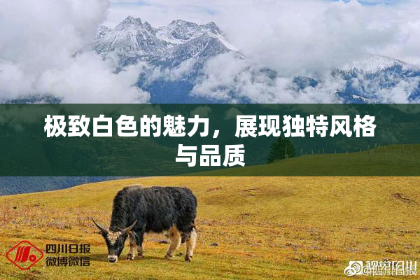 极致白色的魅力，展现独特风格与品质